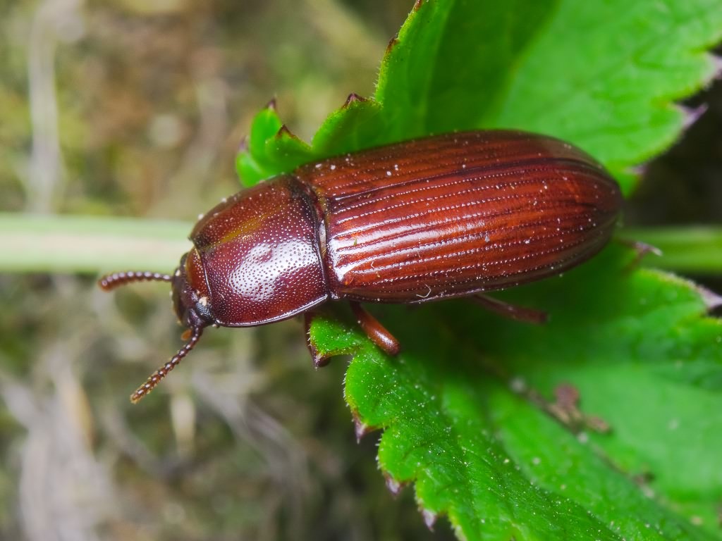 Uloma culinaris (Linnaeus, 1758)